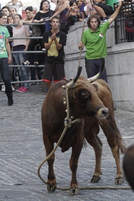 Malenak, sokamuturra