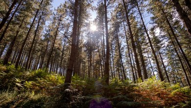 Basoak zaindu, hobetu eta ugaritzeko dirulaguntza deialdia