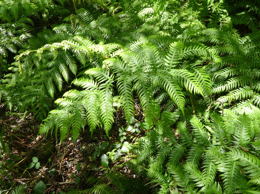 W.radicans%20%28artzainerreka%29%20%288%29.JPG